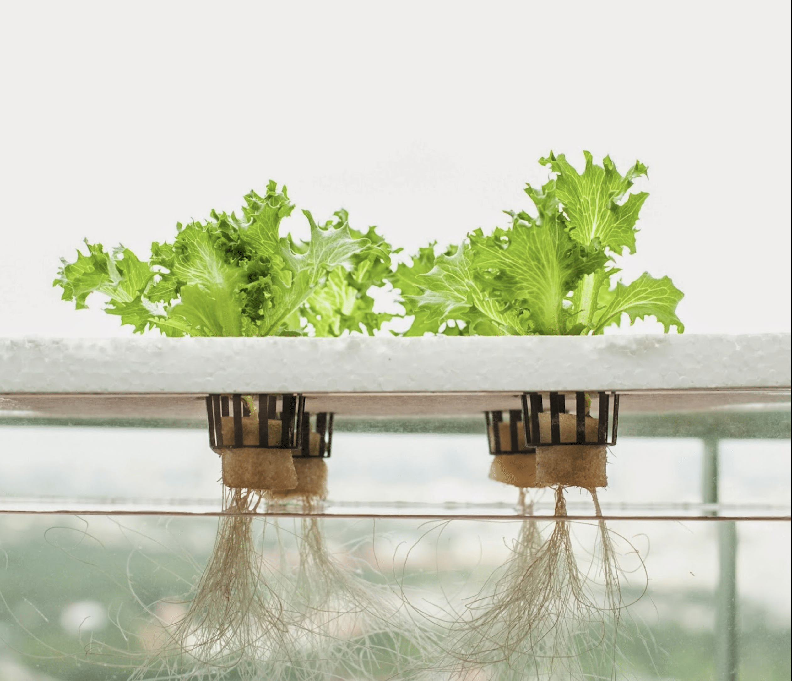 Aqua Gardening